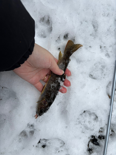 イワナの釣果