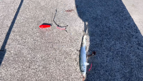 イワシの釣果