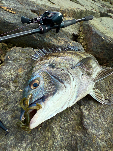 クロダイの釣果