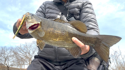 スモールマウスバスの釣果