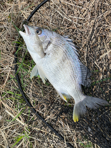 キビレの釣果