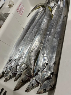 タチウオの釣果