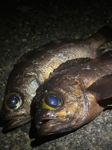 メバルの釣果