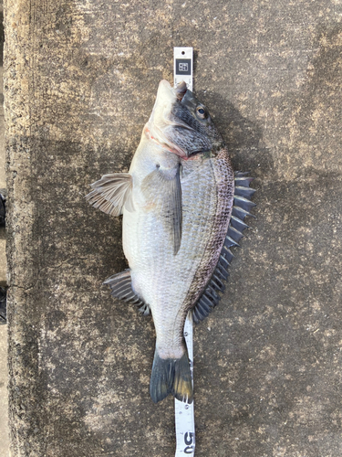 クロダイの釣果