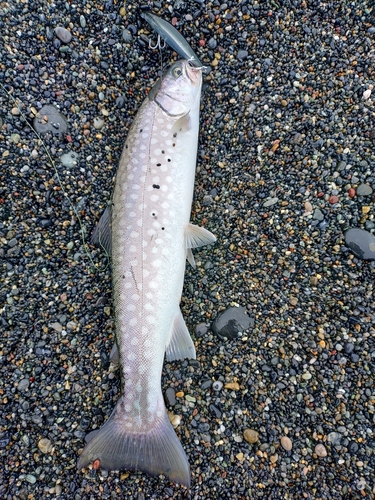 アメマスの釣果