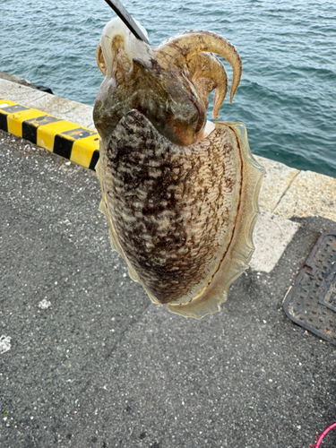 マツバイカの釣果