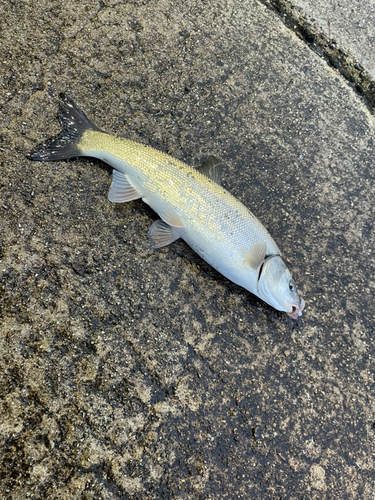 ウグイの釣果