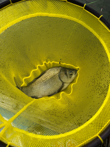 ヘラブナの釣果