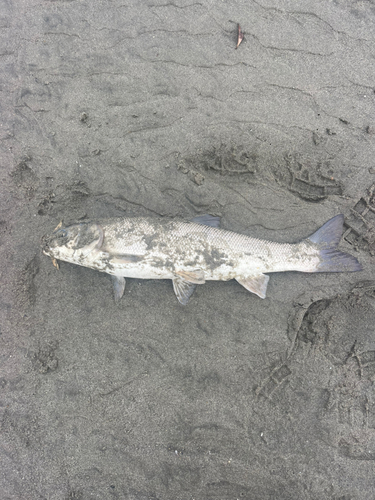 マルタウグイの釣果