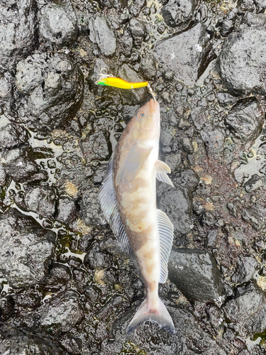 ホッケの釣果