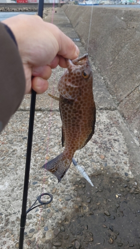 オオモンハタの釣果