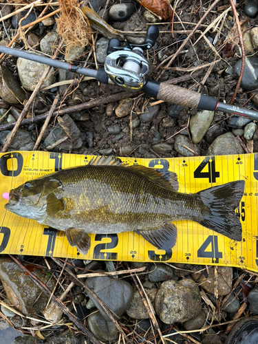 スモールマウスバスの釣果