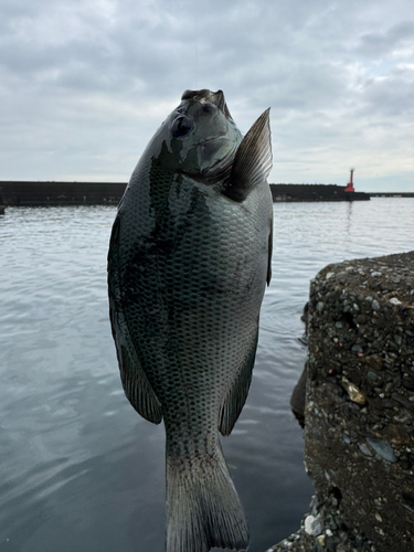 メジナの釣果