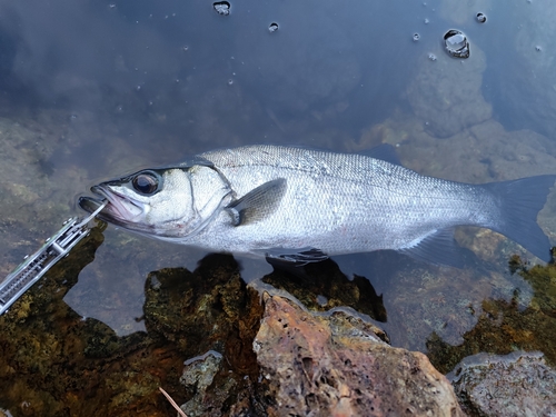 ヒラスズキの釣果