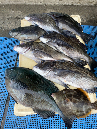 メジナの釣果