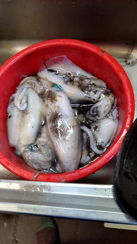 釣果