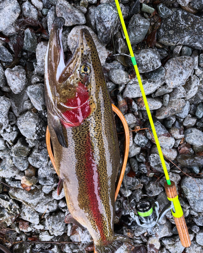 ニジマスの釣果