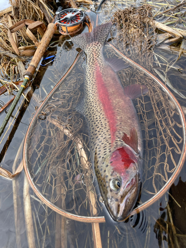 ニジマスの釣果