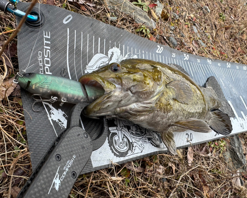 スモールマウスバスの釣果