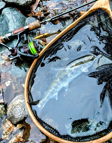 ヤマメの釣果