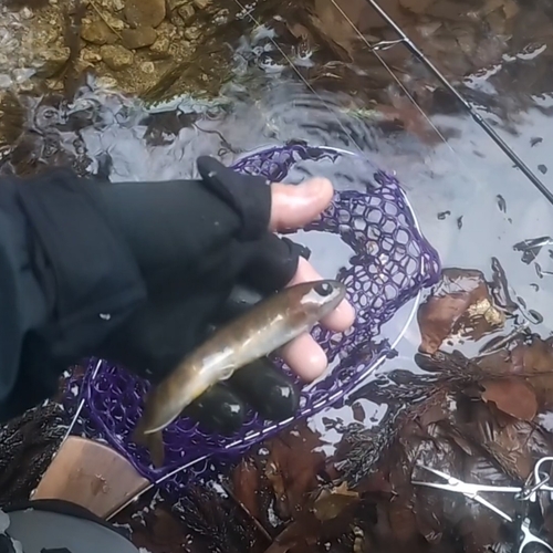 イワナの釣果