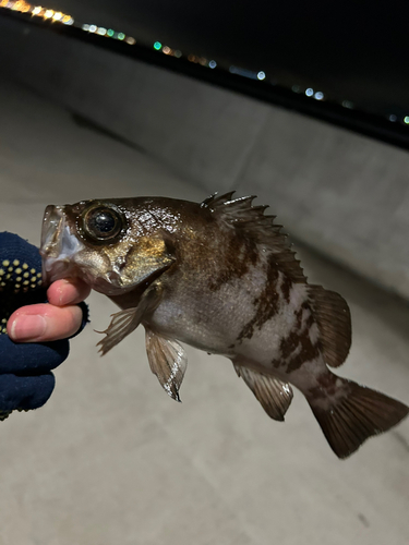 メバルの釣果