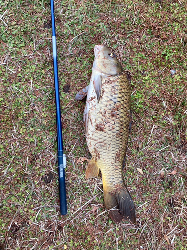 コイの釣果