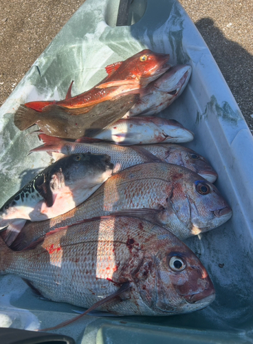 マダイの釣果