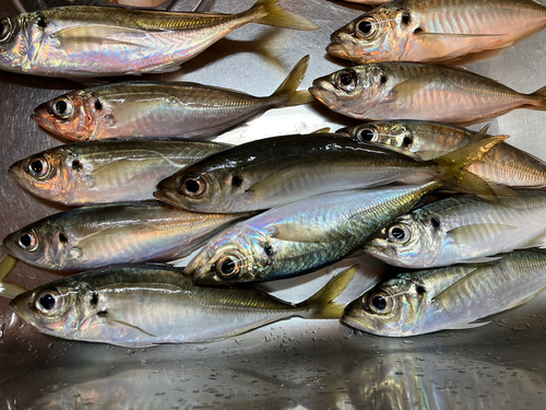 アジの釣果