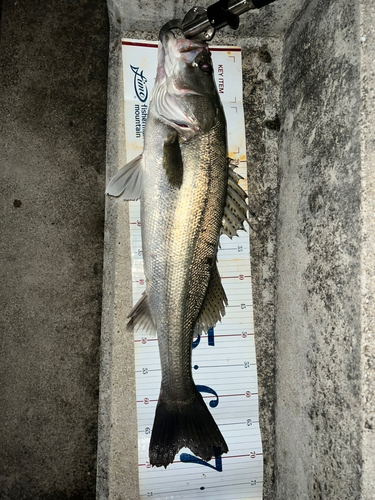 シーバスの釣果