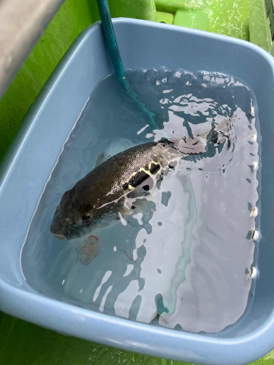 ☆ノンちゃんさんの釣果 1枚目の画像