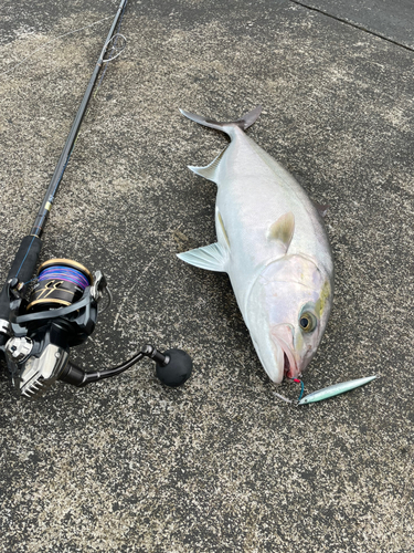 カンパチの釣果