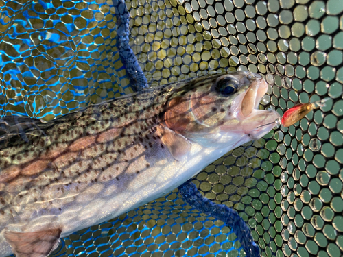 ニジマスの釣果