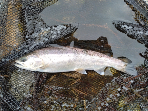 ヤマメの釣果