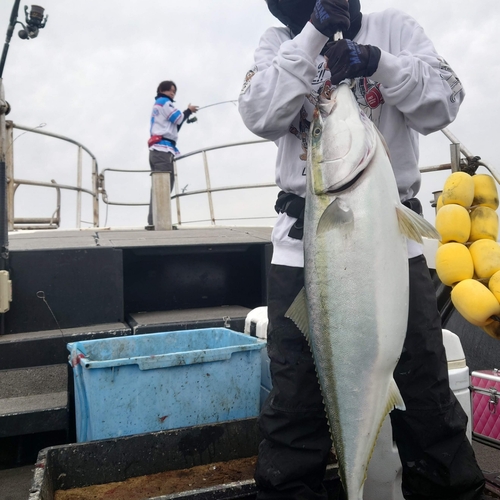 ブリの釣果