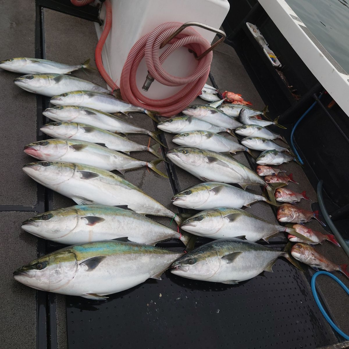 九三丸さんの釣果 3枚目の画像