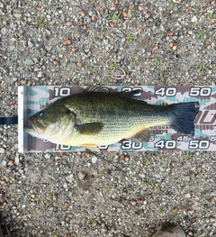 ラージマウスバスの釣果