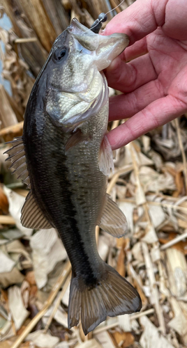 ラージマウスバスの釣果