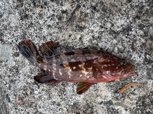 キジハタの釣果