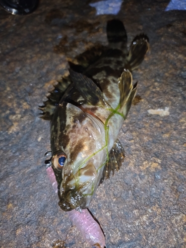 タケノコメバルの釣果