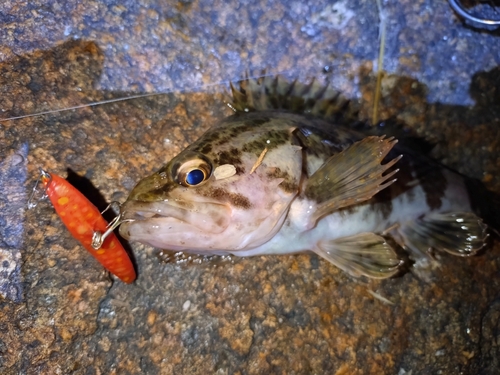 タケノコメバルの釣果