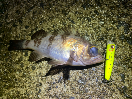 メバルの釣果