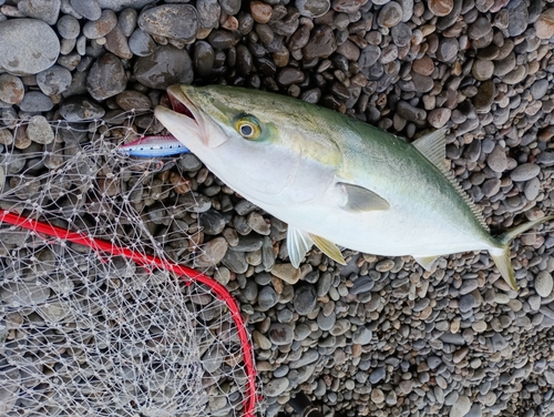 メジロの釣果