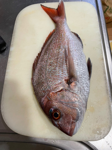 マダイの釣果