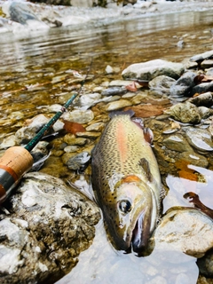 ニジマスの釣果