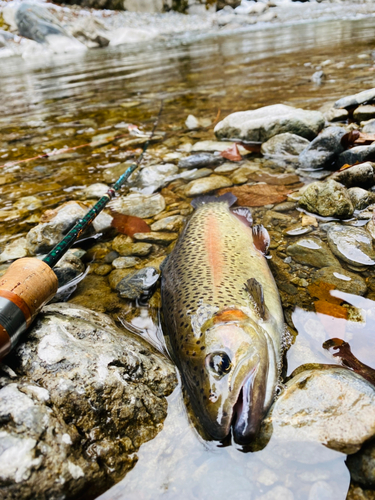 ニジマスの釣果