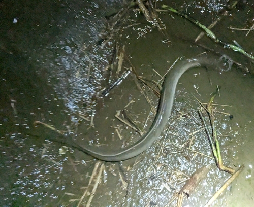 ウナギの釣果