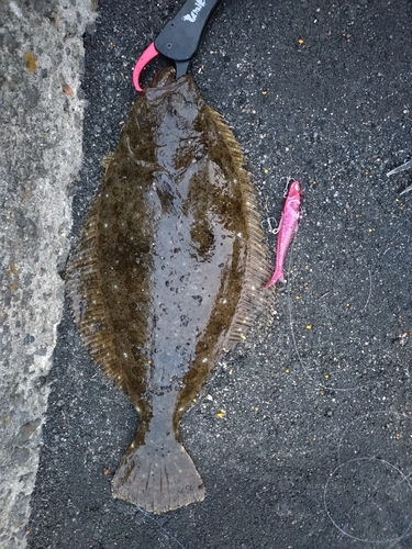 ヒラメの釣果