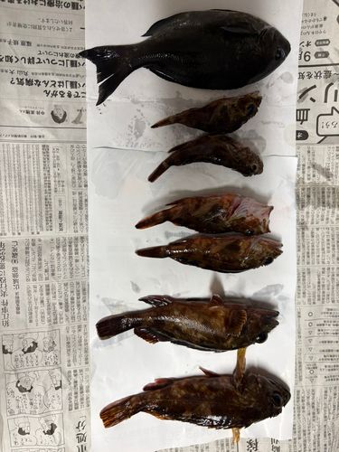 カサゴの釣果