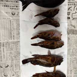 カサゴ